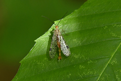 Panorpa nebulosa