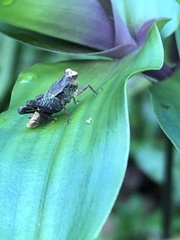Batrachideini