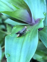 Batrachideini