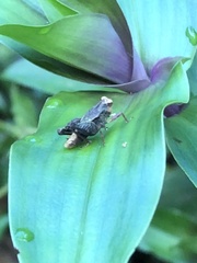 Batrachideini