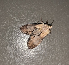 Dasylophia thyatiroides