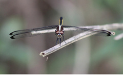 Libellula flavida