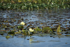 Hydrocleys nymphoides