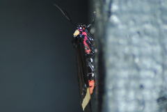 Karschiola holoclera