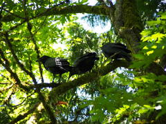 Corvus brachyrhynchos