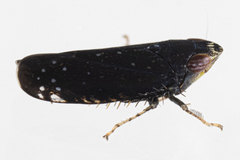 Scaphytopius frontalis