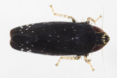 Scaphytopius frontalis