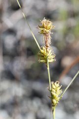 Carex serratodens