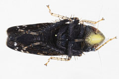 Scaphytopius frontalis