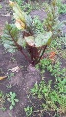 Beta vulgaris vulgaris