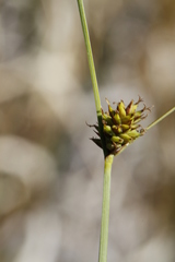 Carex serratodens