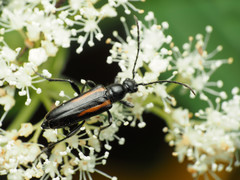 Strangalepta abbreviata