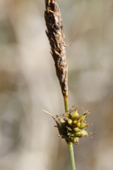 Carex serratodens