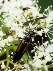 Strangalepta abbreviata