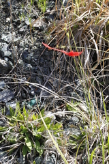 Carex serratodens