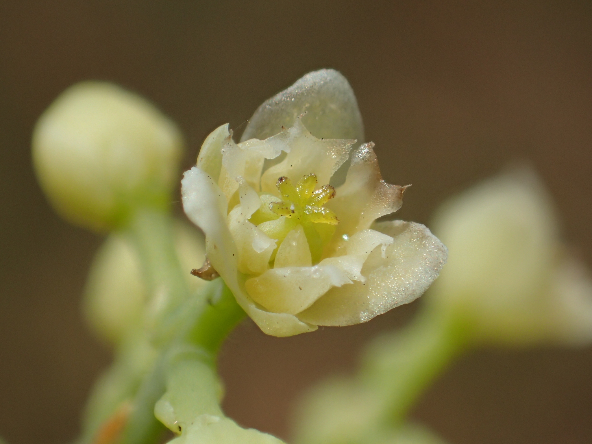 Cocculus