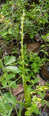Platanthera ephemerantha