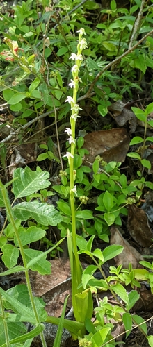 Image of Platanthera ephemerantha by (c) John A Haskins, some rights reserved (CC BY)