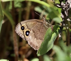 Cercyonis pegala boopis