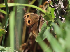 Cercyonis pegala boopis