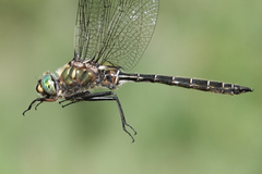 Somatochlora hudsonica