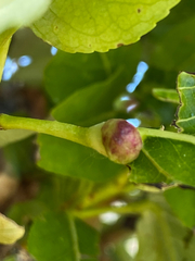 Pemphigus populicaulis