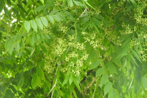 Cedro