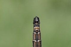 Somatochlora hudsonica