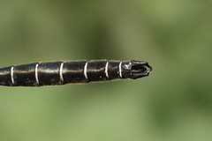 Somatochlora hudsonica