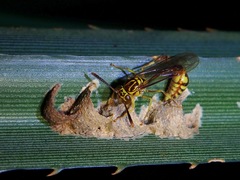 Liostenogaster varipicta
