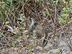 Otospermophilus beecheyi