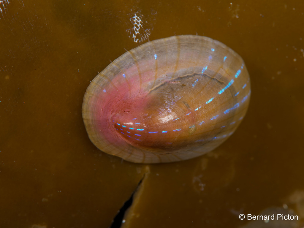 Blue rayed limpet
