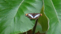 Adelpha iphiclus