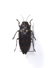 Buprestis consularis