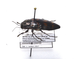 Buprestis consularis