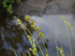 Stellulatae
