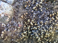 Selaginella eremophila