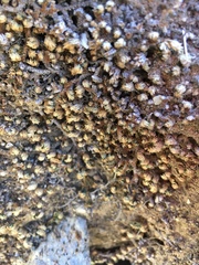 Selaginella eremophila