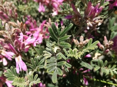 Indigofera hamulosa