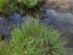 Stellulatae