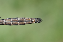 Somatochlora hudsonica