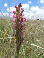 Disa aequiloba