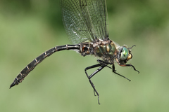 Somatochlora hudsonica