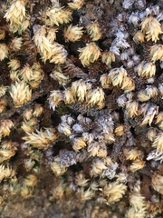 Selaginella eremophila