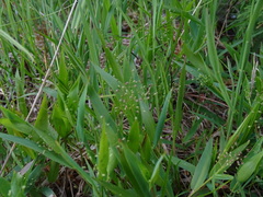 Dichanthelium boreale