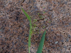 Dichanthelium boreale