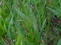 Dichanthelium boreale