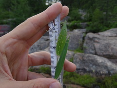 Dichanthelium boreale