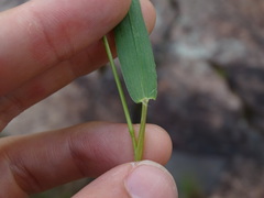 Dichanthelium boreale