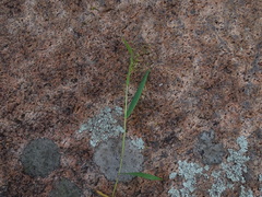 Dichanthelium boreale